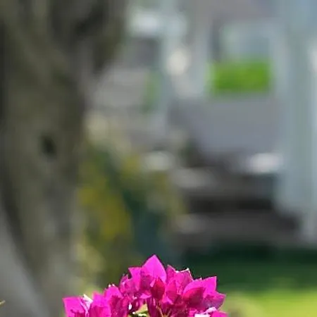 فندق Bodrum Infinity - Homes